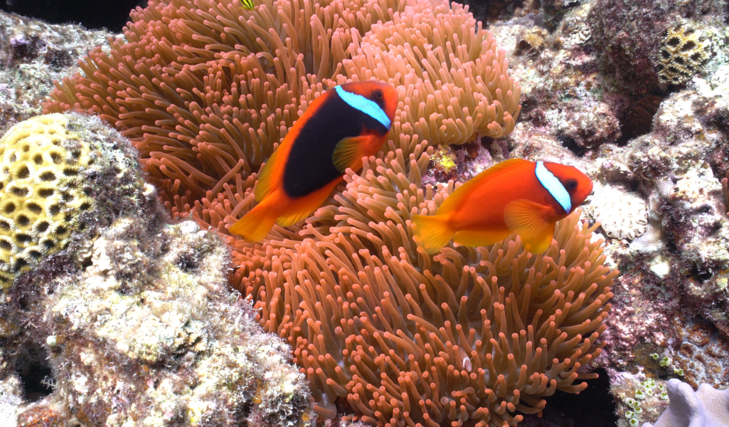 Okinawa Sealife